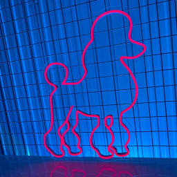 Poodle Dog Neon Sign Vet Pet Shop Salon Wall Decor