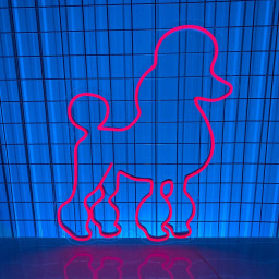 Poodle Dog Neon Sign Vet Pet Shop Salon Wall Decor